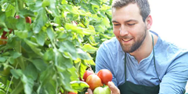 Sortimente - ein Bauer bei der Ernte von Tomaten
